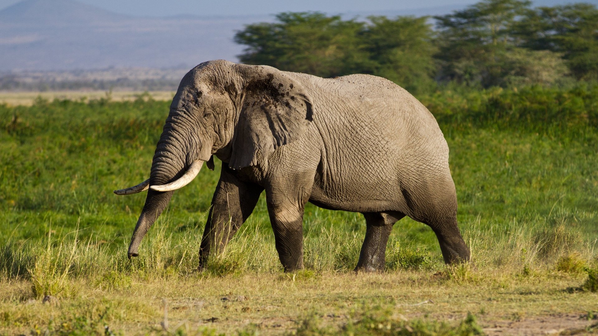 Muerte masiva de elefantes en Zimbabue pudo ser causado por bacteria, según expertos
